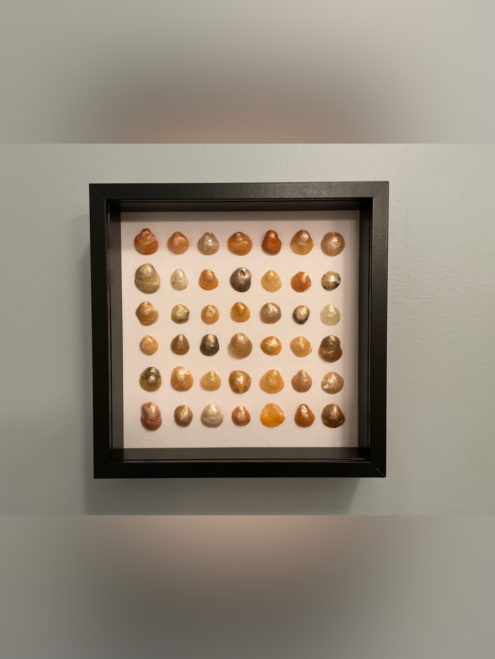 Decorative Shadow Box Wall Frame with Amber Shell Accents